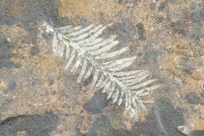 Paleocene Fossil Plant (Parataxodium) - North Dakota #97934